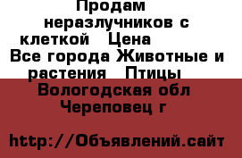 Продам 2 неразлучников с клеткой › Цена ­ 2 500 - Все города Животные и растения » Птицы   . Вологодская обл.,Череповец г.